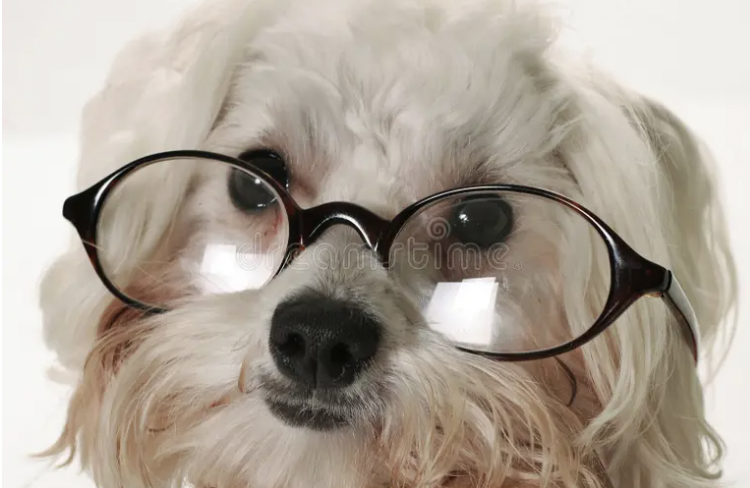 Dogs Might Be Smarter Than We Think